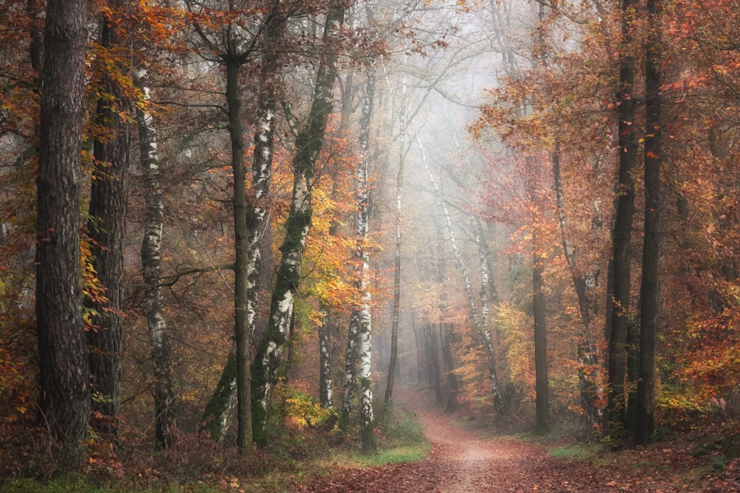 Ein ruhiger Weg durch einen herbstlichen Wald