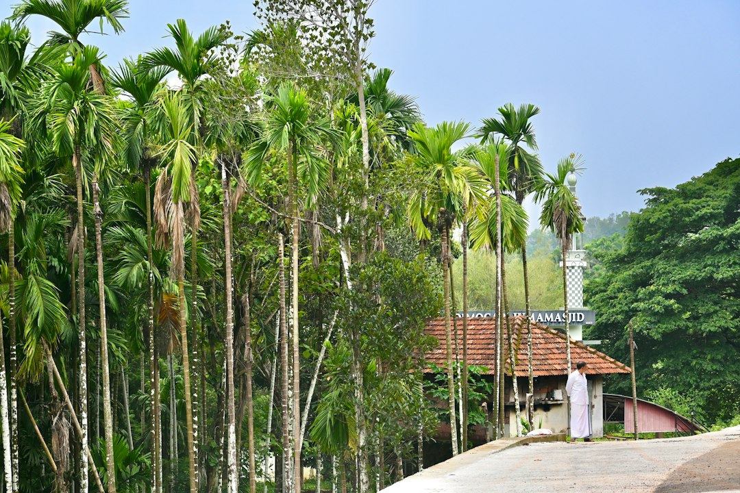 Eine von Palmen umgebene Moschee in Kerala